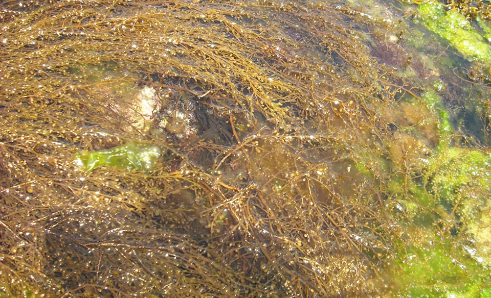 algues brunes pour les régimes santé