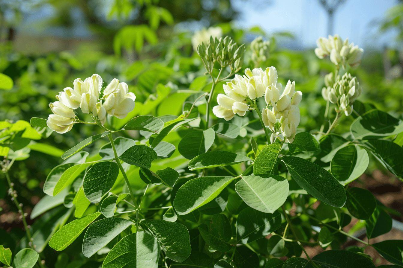 Moringa : connaissez-vous ses bienfaits ?