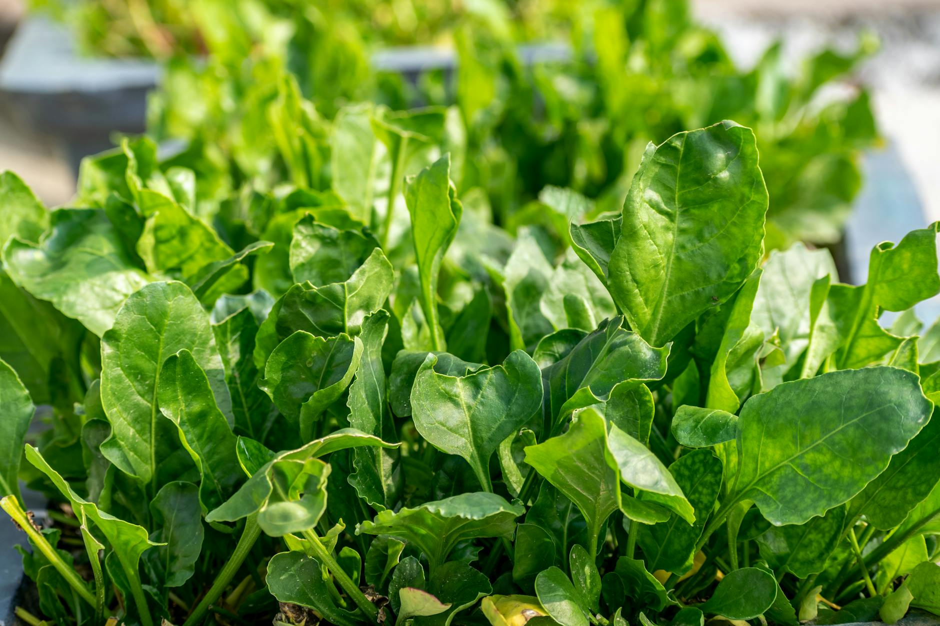 Sélection d'aliments riches en fer sur une table en bois