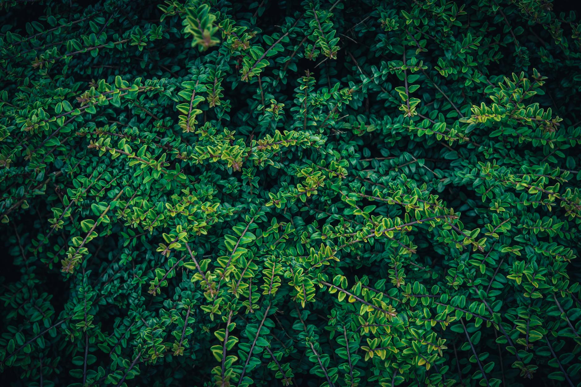 Pyrale buis nécessite traitement naturel : repères jardin