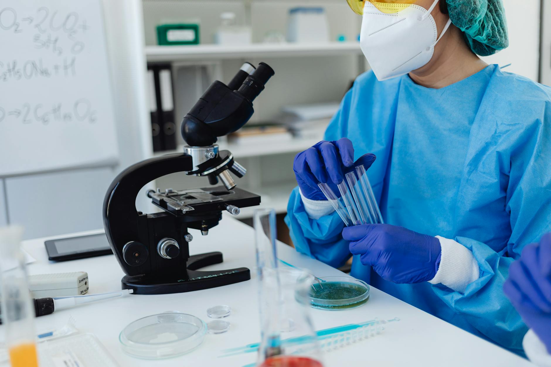 Staphylocoque : comprendre une bactérie commune mais variable